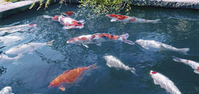 Gölet Kimyasalları