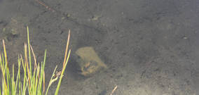 Problem Çözücüler